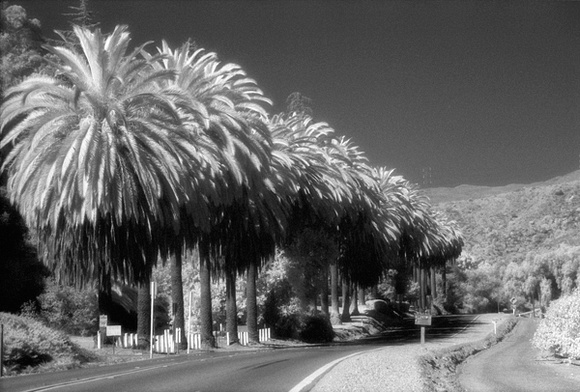 Foothill Palms - Lisa Infrared Film