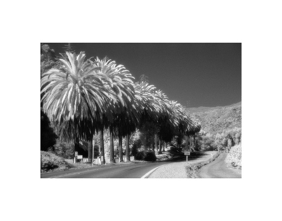 Foothill Palms, Infrared, Ventura