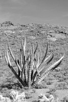 Organ Cactus Arizona