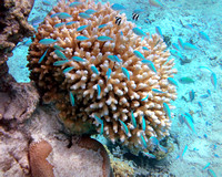 Cook Islands Underwater Gil