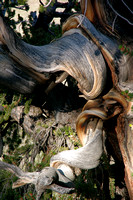 Bristlecone Pines 8.11.18
